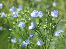 Image result for Linum