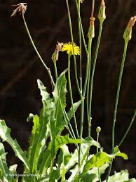 Image result for Hypochaeris