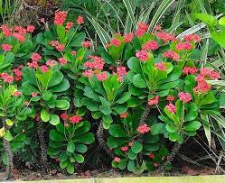 Crown Of Thorns Picture Plants Crown Of Thorns Plant Crown Of Thorns Plants