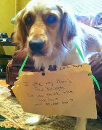 My Name Is Harpo I Am A Four Legged Paper Shredder Dog Shaming Funny Animal Quotes Animal Shaming