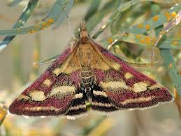 Image result for Pyrausta ostrinalis