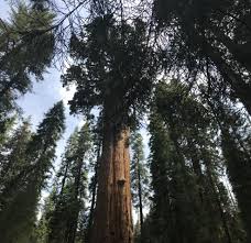 Sequoia National Park - California • Finding Family Adventures