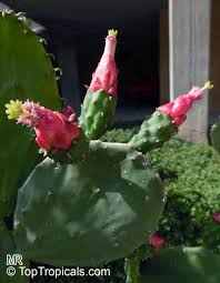 Nopal cactus capsules 100% organic nopales all natural made fresh dr sebi. Opuntia Cochenillifera Nopalea Cochenillifera Opuntia Nuda Cochineal Cactus Warm Hand Velvet Opuntia Nopales Opuntia Nopal Cactus Toptropicals Com