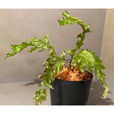 Image result for Crepidomanes fallax