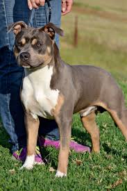 Blue Tri American Staffordshire Terrier American Staffy American Staffordshire Terrier Staffordshire Terrier Terrier