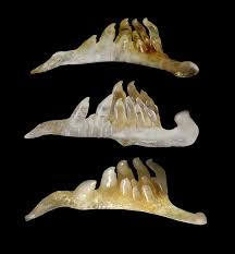 Barilius ardens is a fish in genus barilius of the family cyprinidae. Barilius Ardens Knight Rai D Souza Vijaykrishnan 2015