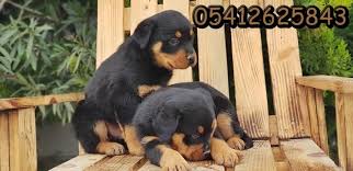 Satilik Rotvaydir Rottweiler Yavrulari Rottweiler Yavru Kopek