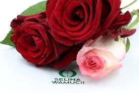 Does cvs sell fake flowers. Rwanda Roses Exporter Supplier Good Prices