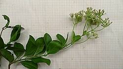 Image result for Mikania