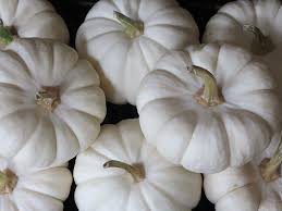 The fungus sclerotinia sclerotiorum causes white mold. White Pumpkins Desktop Wallpapers Top Free White Pumpkins Desktop Backgrounds Wallpaperaccess