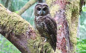 Ken jeong, zazie beetz, alex borstein and others. Usfws Northern Spotted Owls Are Endangered But We Re Too Busy To Help Cascadia Wildlands