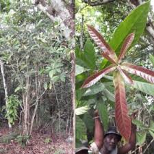 Image result for Tabernanthe elliptica