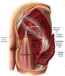 The article also covers clinically relevant anatomy. Piriformis Muscle Wikipedia