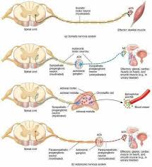 Pin By Krys Bustillos On Anatomy Motor Neuron Autonomic Nervous System Nervous System