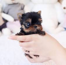 Estimated drive time to see my teacup yorkie puppies for sale in california minutes from: Yazzy Micro Yorkie Posh Pocket Pups Teacup Puppies Yorkie Micro Teacup Yorkie