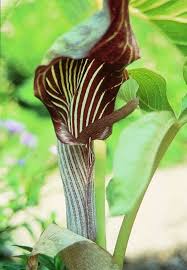 Image result for Arisaema