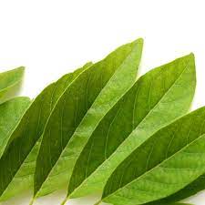 We did not find results for: Efek Samping Konsumsi Daun Sirsak Ini Perlu Anda Waspadai