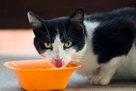 Cats can't really taste sweet foods or at least they don't have an instinct for them. Pin On Cats