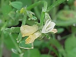 Image result for Trigonella foenum-graecum