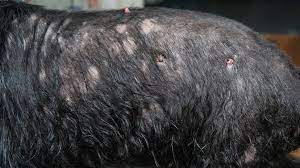 Hi gayle, from the photos you submitted of your 1 1/2 year old sheltie, he has developed a superficial pyoderma. Why Is My Pug Losing Hair And What To Do About It