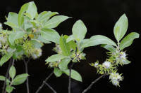 Image result for Casearia runssorica