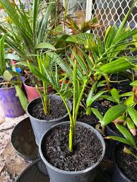 Image result for Raphia ruwenzorica