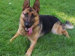 Their coat also comes in a variety of other colors including solid black or. German Shepherd Puppies In Maine