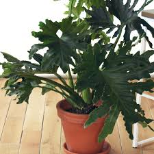 Bloomscape Philodendron Hope Seloum Bespoke Post Large Indoor Plants Plants Indoor Plants