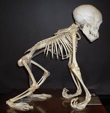 These people have all helped shape back bone bmx into what it is today. The Ancestral Shape Hypothesis