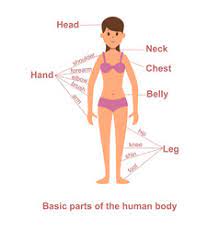 Here in lingokids you'll find several fun ways to learn. Female Human Body Parts Vector Images Over 3 200