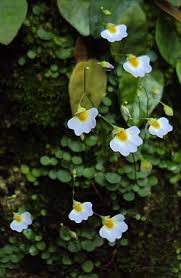 Image result for Utricularia striatula