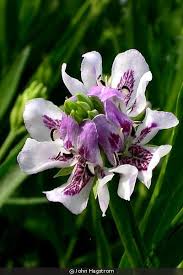 Image result for Justicia australis