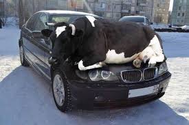 Uziel sandler's recent work on fuzzy lagrangian dynamics, mostly in terms of cows being launched from catapults. Is A Cow More Aerodynamic Than A Jeep Wrangler General Discussion Car Talk Community