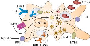 Kata kunci seorang alpha male adalah keyakinan. Frontiers Tam Ing The Cia Tumor Associated Macrophages And Their Potential Role In Unintended Side Effects Of Therapeutics For Cancer Induced Anemia Oncology