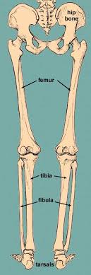 Anatomy skeletal muscle (lower body). Lower Limb Bones