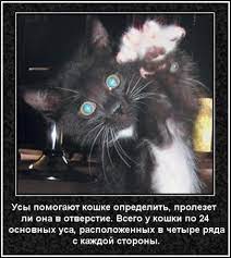 zabavnye i interesnye fakty o koshkah interesnye fakty koshki fakty
