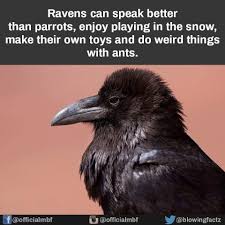 Pin By Vicky View On Quotes Black Bird Animal Facts Pet Birds