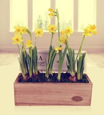 First, choose an area with good drainage and sunlight. How To Care For Potted Daffodils Flower Press