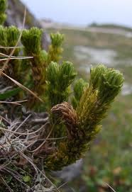 Image result for Huperzia afromontana