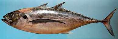 Image result for Cordyla