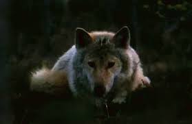 Wolf gif likegif.com collected a large number of funny gifs，it's free，you can use it for anywhere, if you like, you can share it or tell your friend. Wolf Gif Wolf Wolves Wilderness Discover Share Gifs