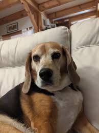 We did not find results for: This Is Wheeler The Most Adorable Beagle Pup Ever 3 Mixed Breed Dogs Beagle Mix Breed Beagle Mix