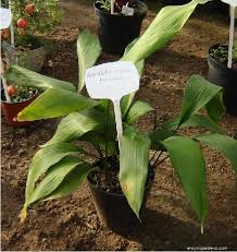 Image result for Kořenokvětka Aspidistra