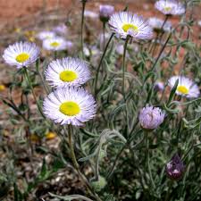 Image result for Erigeron schimperi