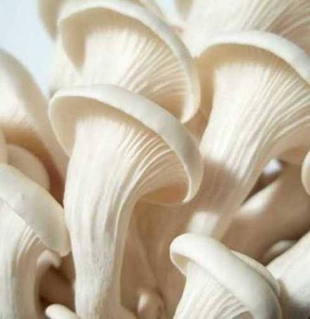 Enoki Mushroom