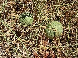 Image result for Acanthosicyos naudinianus