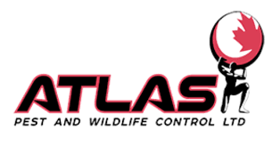 Pest control companies vary when it comes to customer service, price, and environmental practices, which makes choosing the not only can exterminators get rid of pests naturally, but it should be their first approach. Best Pest Control Surrey Bc Atlas Pest Wildlife Control