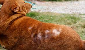 Typical symptoms of an adverse allergic reaction will include Alopecia In Dogs Petcoach