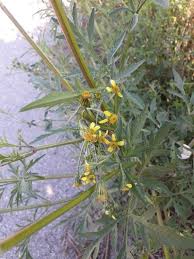 Image result for Bidens bipinnata