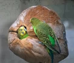 Budgies Their Coconut Nest Ninhos De Aves Periquito Piriquitos